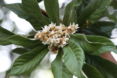 Eriobotrya japonica